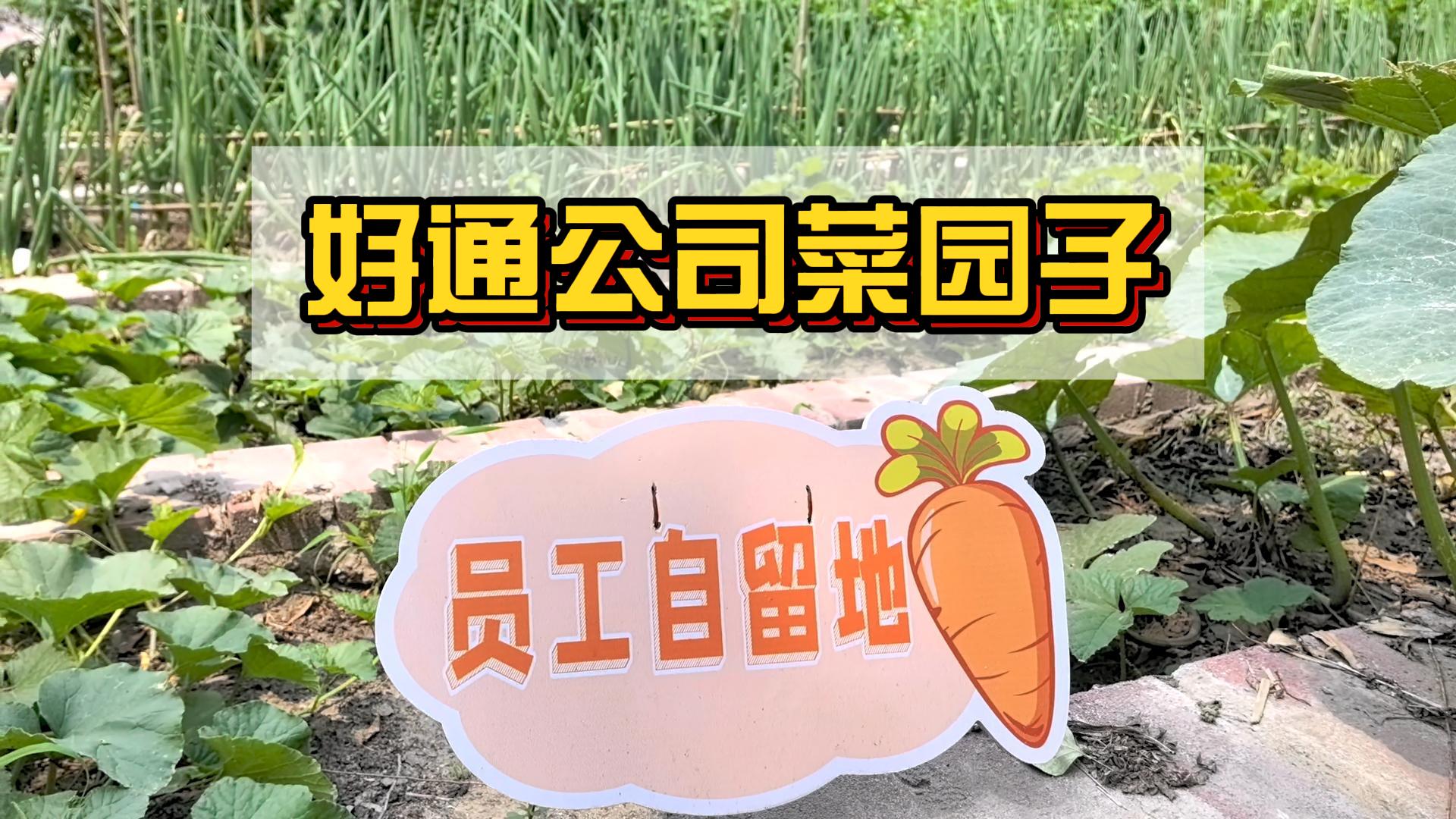 種植綠色“小菜園”<div   id=